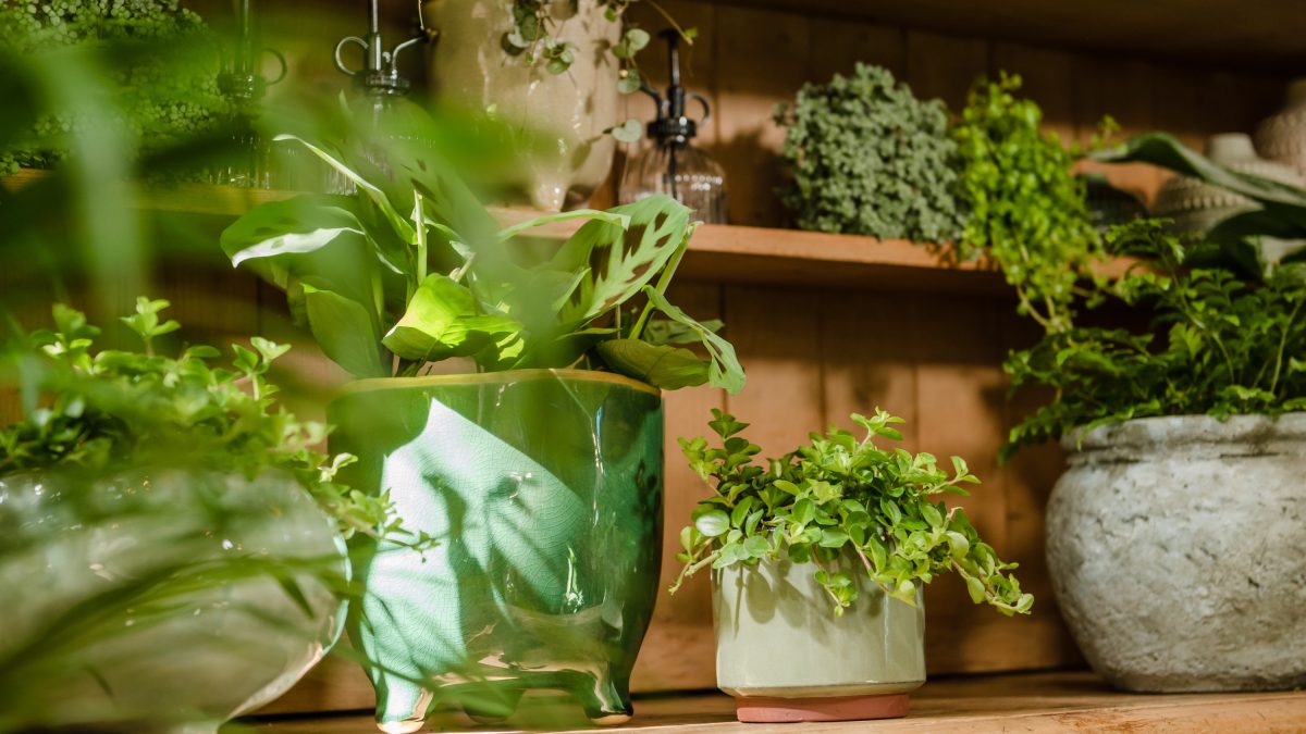 Tips for happy plants