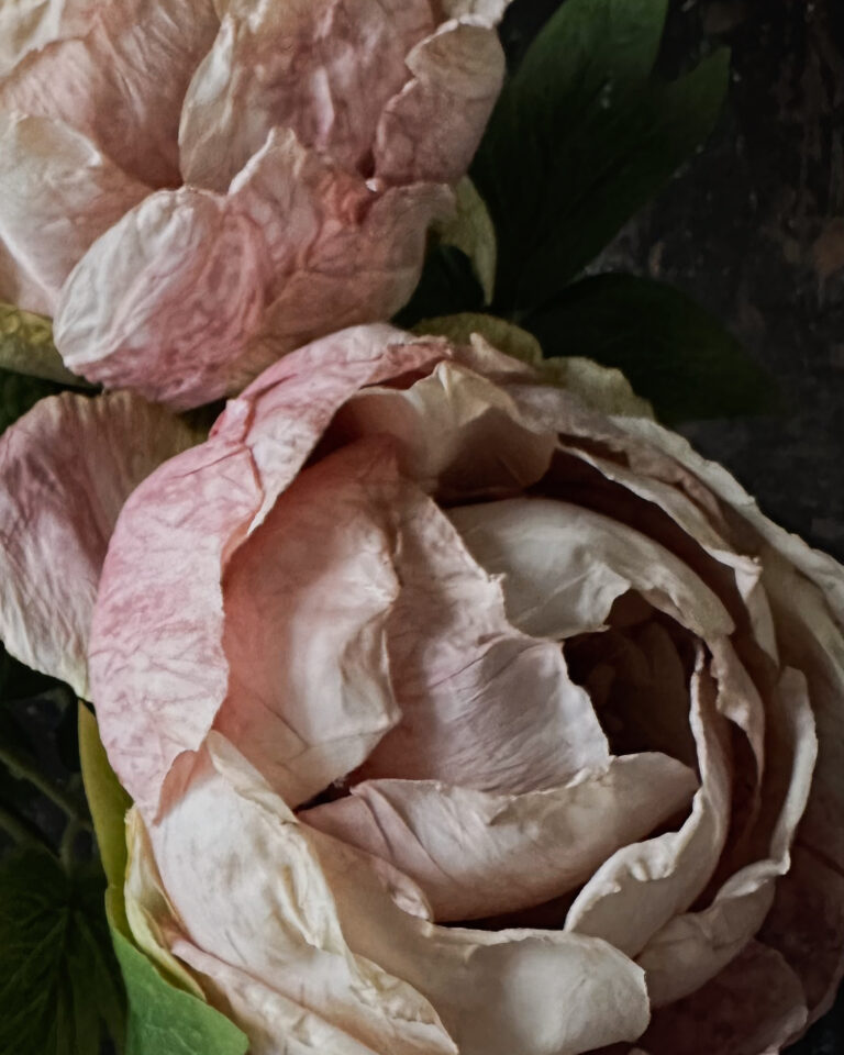Peony - Image 3