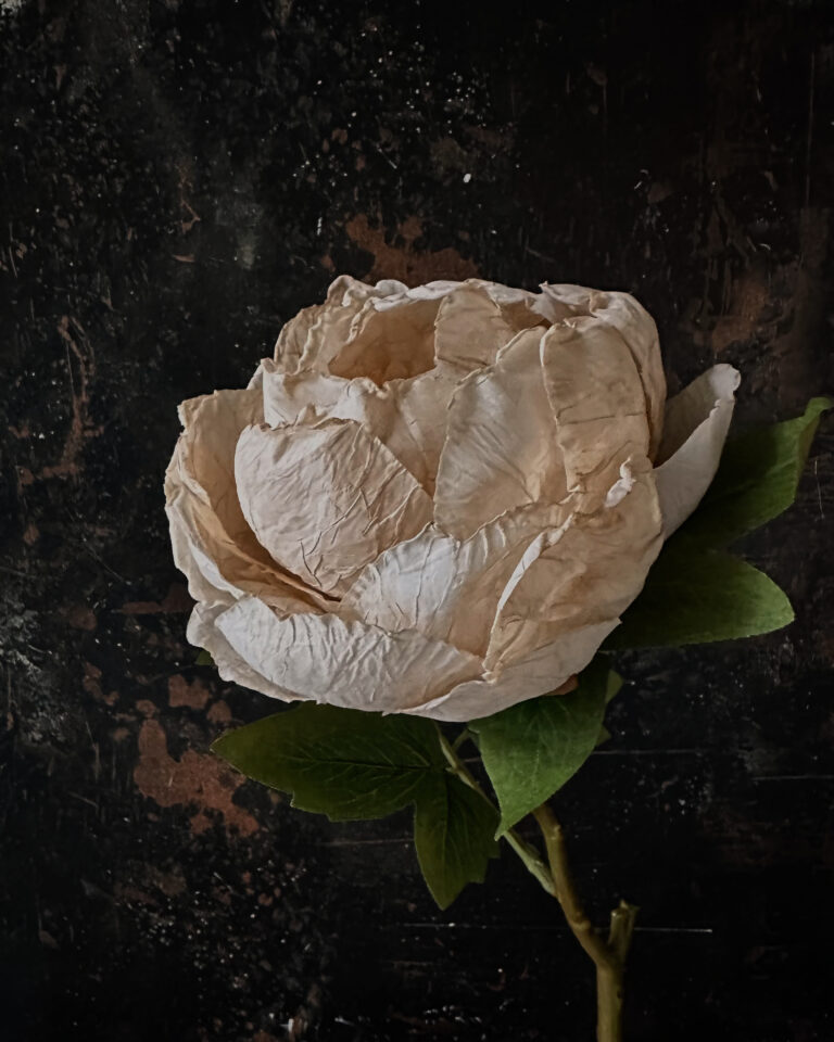 Peony - Image 6