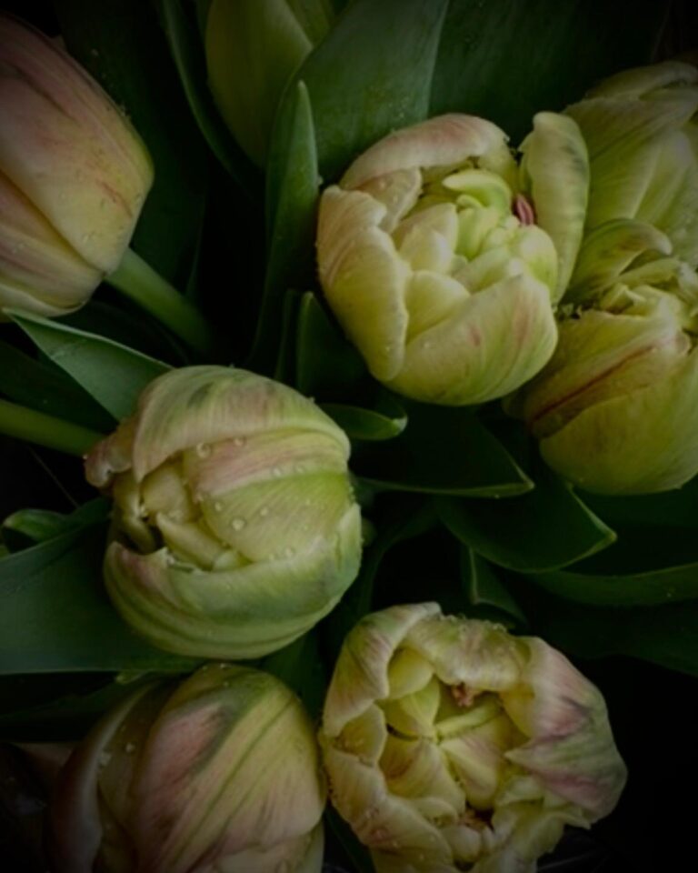 The Tulip Bouquet
